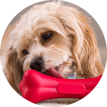 Jouets en caoutchouc pour chiens de compagnie