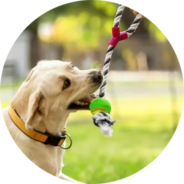 Jouets pour chiens en corde de coton