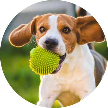 Jouets pour chiens de compagnie TPR