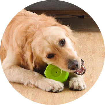 Jouets pour chiens de compagnie EVA