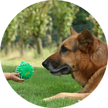 Jouets pour chiens en latex