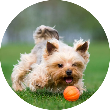 Jouets pour chiens de compagnie de tennis