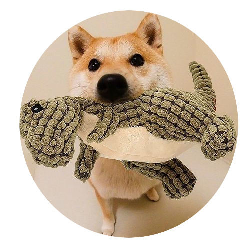 Jouets en peluche pour chiens